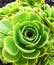 Close up of a green succulent plant