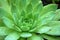 Close-up of Green Succulent with Water Droplets