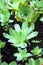 Close-up of Green Succulents with Water Droplets