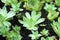 Close-up of Green Succulents with Water Droplets