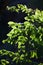 Close up of green sunny plants with a dark blurred background