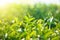 Close up green tea leaves growth at tea plantation in the morning time.