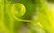 Close-up of a green tendril on a cucumber