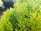 Close-up green thuja in summer day. Thuja in home garden