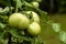 Close-up of green tomatoes on vines with raindrops