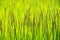 Close up green top paddy rice grains plant on field