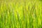 Close up green top paddy rice grains plant on field