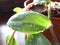 Close up of a green tradescantia leaves with water drops