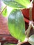 Close up of a green tradescantia leaves with water drops