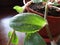 Close up of a green tradescantia leaves with water drops