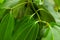 Close-up of Green tropical leaves of Cinnamon Cinnamomum verum.