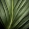 Close Up Of Green Tropical Leaves: Muted, Minimalist Composition