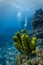 Close-up of green tube sponges with scuba divers bubbles in background on Caribbean coral reef