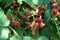 Close-up of a green twig of red berries of Caucasian blackberry