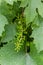 Close up green and underripe grape bunches hanging on tree. Bunches of grapes maturing on a vine. Vine Grapes On a