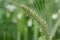 Close-up of a green, unripe cereal ear with the flowers still hanging against a green background