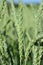 Close up of green, unripe grain, with small flowers, on the grain field, in portrait format