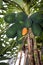 close up of green unripe papayas hanging with tree