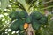 close up of green unripe papayas hanging with tree