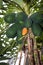 Close up of green unripe papayas hanging with tree