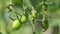 Close-up of green unripe tomatoes on a tomato plant