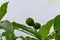 Close-up of green unripe walnuts - copyspace