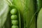 Close up Green vegetables, dark leafy food background