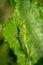 Close up of a green wart biter sitting on a leaf in sunlight