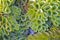 Close up green water plants,small water droplets with cobweb, dry leaves