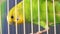 Close-up, green wavy parrot sitting in a cage caught with its claws on the trellis, pets, exotic animals at home. Shallow depth of