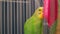 Close-up, green wavy parrot sitting in a cage caught with its claws on the trellis, pets, exotic animals at home. Shallow depth of