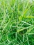 close-up of green weeds that give freshness to the viewer. weeds thrive even though they are never cared for. photographed in the