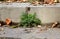 Close-up of green weeds on a stone stairway