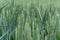 Close-up of green wheat on an agricultural field. Young wheat ears growing and ripening in organic cereal cultivation