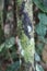 Close Up of the Green, White and Brown Bark of a Walking Palm Tree