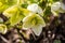 Close-up of green and white Christmas rose (Helleborus niger)