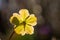 Close-up of a green and white Christmas rose (Helleborus niger