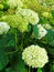 Close-up of Green and White Hydrangeas in Garden