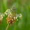 Close-up of a green and white ribwort plantain flower - Plantago lanceolata