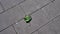 Close-up green in white spots maple leaf on grey stone pavement