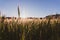 Close-up of green wild wheat Triticum boeoticum Boiss on a golden sunset in spring