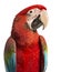 Close-up of a Green-winged Macaw, Ara chloropterus, 1 year old