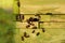 Close-up of a green wooden beehive with several honeybees flying towards it and heading to the entrance in the meadow in autumn