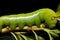 Close up green worm or Daphnis neri worm in nature and enviroment