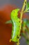 Close up green worm or Daphnis neri worm on the stick tree in nature and enviroment