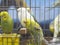 Close-up green-yellow colored lovebirds standing in cage