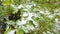 Close-up Green and Yellow Leaves Dusted by First Snow