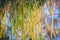 Close up green and yellow seed pods of Agasta, Sesban, Vegetable