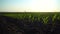 Close up green young corn maize plants. Young corn field with sunset. Fresh green sprouts of maize