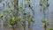 Close-up of the green young mangrove trees plant at Koh Chang Island,Thailand.